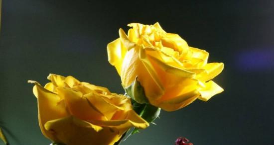 两朵黄玫瑰代表什么意思？花语含义及送花建议是什么？