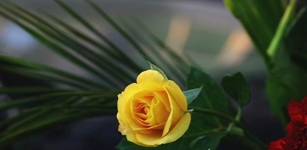 两朵黄玫瑰代表什么意思？花语含义及送花建议是什么？