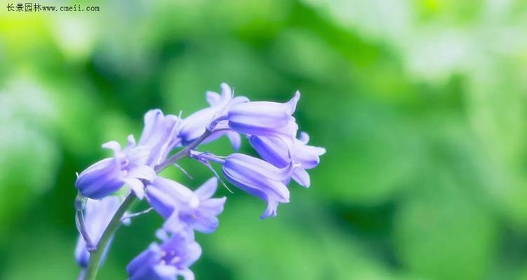 铃铛花花语是什么？如何解读铃铛花的寓意？