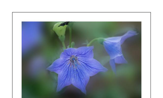 铃铛花花语是什么？如何解读铃铛花的寓意？