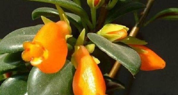 金鱼花的花期是什么时候？如何正确养护以延长花期？