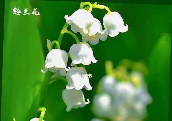 铃兰花的花语是什么？如何用铃兰花表达爱意？