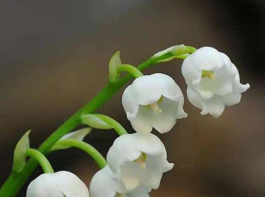 铃兰花的花语是什么？如何用铃兰花表达爱意？