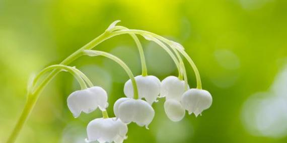 铃兰花的花语是什么？有哪些美丽的传说故事？