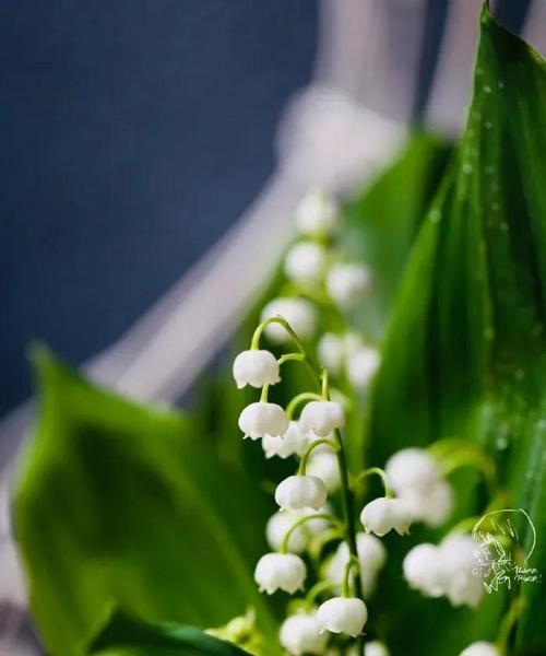 铃兰花的花语是什么？有哪些美丽的传说故事？