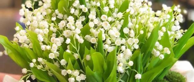 铃兰花代表什么？铃兰花的花语有哪些含义？