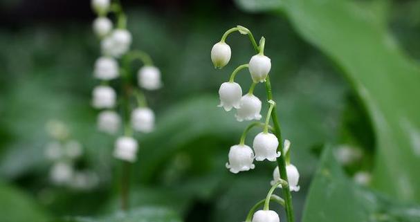 铃兰花代表什么？铃兰花的花语有哪些含义？