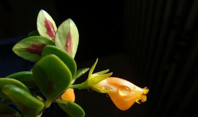 金鱼花多久浇水一次？如何判断浇水时机？