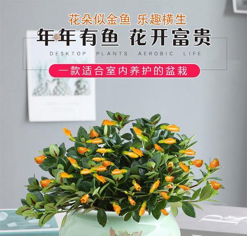 金鱼花多久浇水一次？如何判断浇水时机？