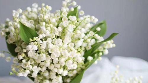 铃兰花语大全及寓意是什么？如何表达爱意和祝福？