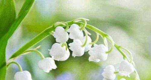 铃兰花语大全及寓意是什么？如何表达爱意和祝福？