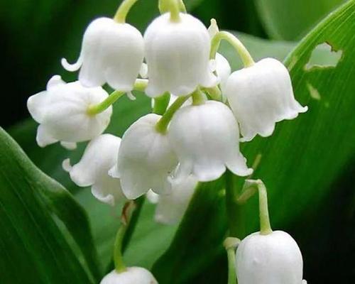 铃兰花语大全及寓意是什么？如何表达爱意和祝福？