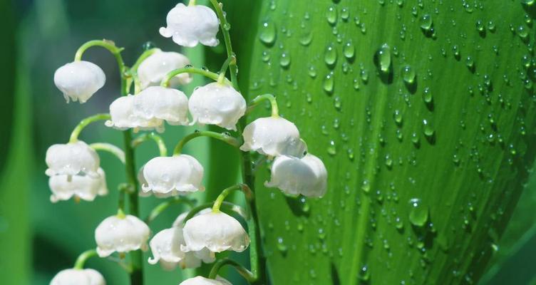 铃兰花语和寓意是什么？如何用铃兰花表达情感？