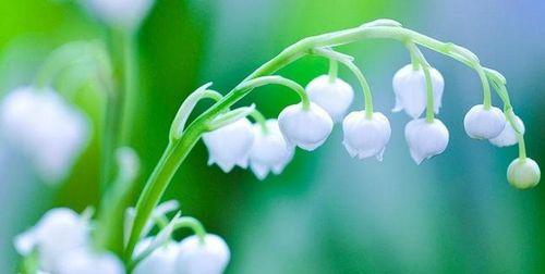铃兰花语和寓意是什么？如何表达爱意和祝福？