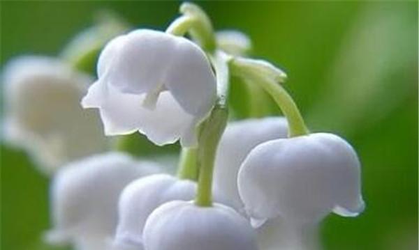 铃兰花语象征与寓意是什么？了解铃兰的深层含义！