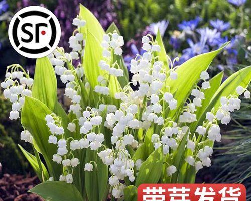 铃兰花的寓意是什么？为什么人们喜欢送铃兰花？