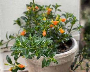 金鱼花适合家里养吗？养在家里有哪些好处？