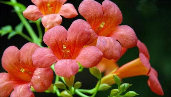 凌霄花的花语有哪些含义？
