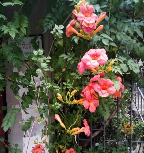 凌霄花花语象征着什么？它的寓意有哪些常见问题？
