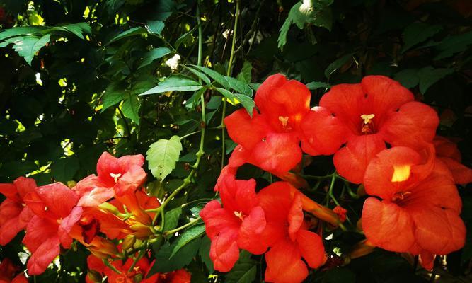 凌霄花花语是什么？如何解读凌霄花的象征意义？