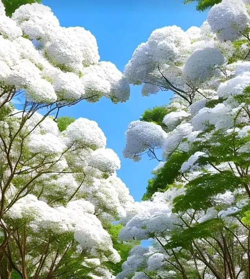流苏花的花语是什么？如何用流苏花表达情感？
