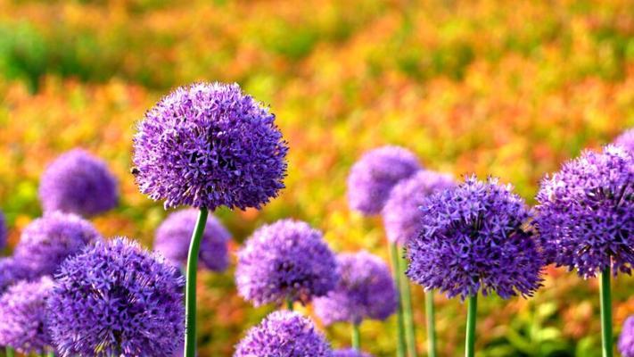 流苏花的花语是什么？如何用流苏花表达情感？