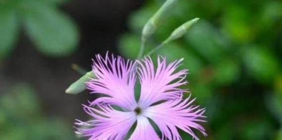 流苏花的花语是什么？如何用流苏花表达情感？