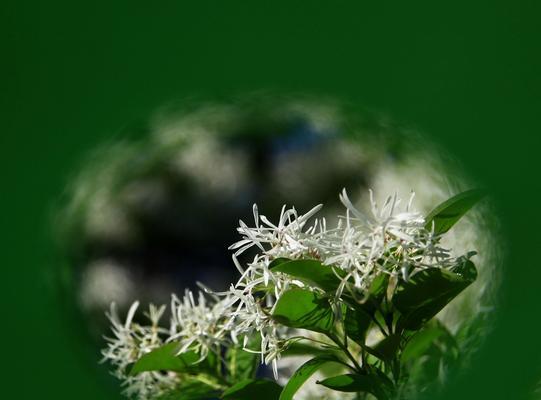 流苏花花语是什么？如何用流苏花表达情感？