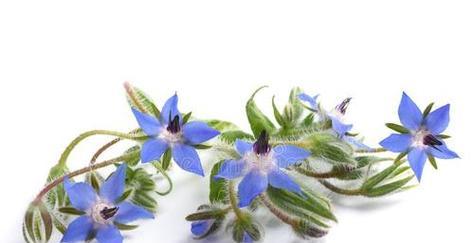 琉璃苣花语是什么？琉璃苣的寓意和象征意义是什么？