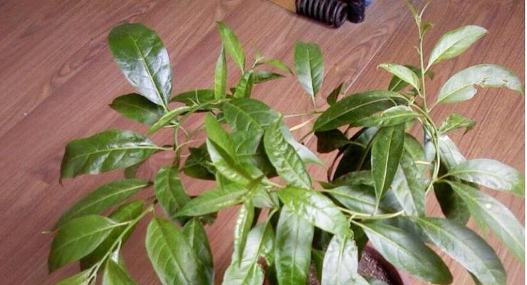 金鱼藻开花吗？它是开花植物还是不开花的？