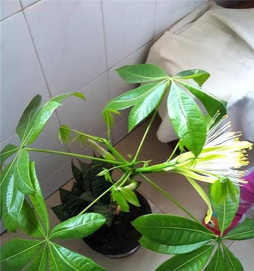 金鱼藻开花吗？它是开花植物还是不开花的？