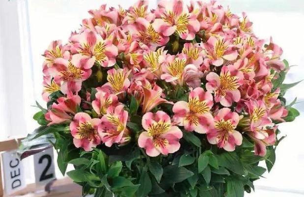 六出花的花语是什么？了解六出花的象征意义和花语含义？