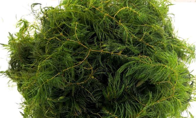 金鱼藻属于哪个植物类别？它的特点有哪些？