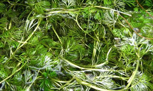 金鱼藻属于哪个植物类别？它的特点有哪些？