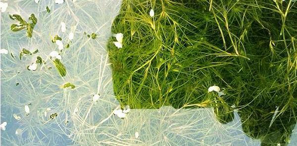 金鱼藻属于哪个植物类别？它的特点有哪些？