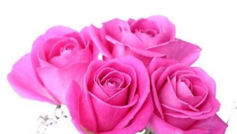 六朵玫瑰代表什么意思？花语背后的浪漫含义是什么？