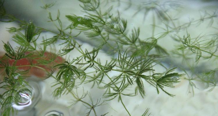 金鱼藻属于水生植物吗？它的生长环境是什么？