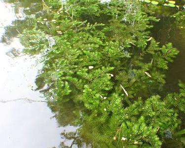 金鱼藻属于水生植物吗？它的生长环境是什么？