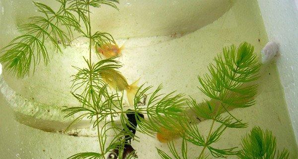 金鱼藻属于水生植物吗？它的生长环境是什么？