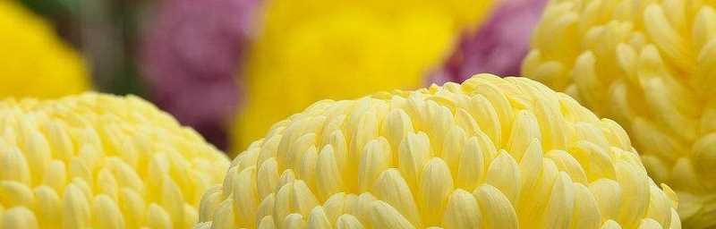 六月菊的花语是什么？如何用六月菊表达情感？