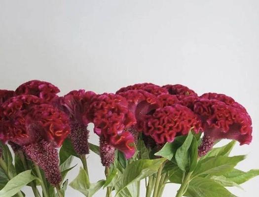 六月菊的花语是什么？如何用六月菊表达情感？
