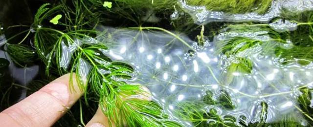 金鱼藻属于种子植物吗？它的分类和特性是什么？