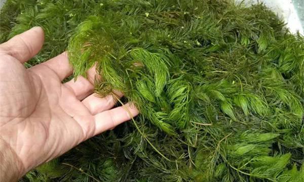 金鱼藻属于种子植物吗？它的分类和特性是什么？