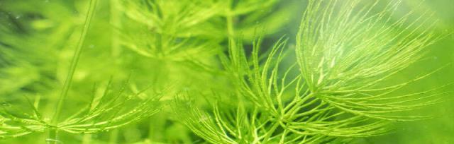金鱼藻是水生植物吗？金鱼藻的分类和特性是什么？