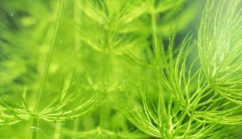 金鱼藻是水生植物吗？金鱼藻的分类和特性是什么？