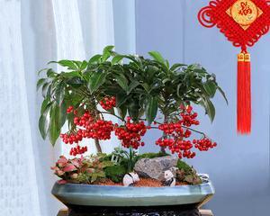 金玉满堂花期持续多久？如何延长观赏时间？