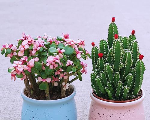 金玉满堂花期持续多久？如何延长观赏时间？