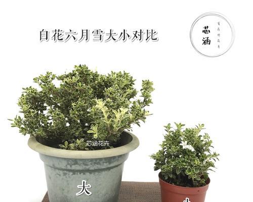 六月雪象征着什么？六月雪的寓意和传说有哪些？