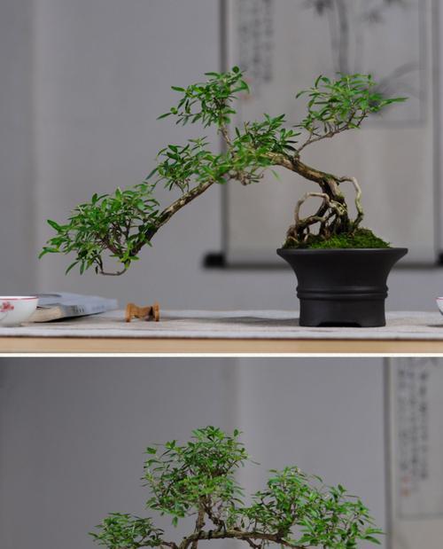 六月雪花语是什么意思？六月雪花的寓意有哪些？