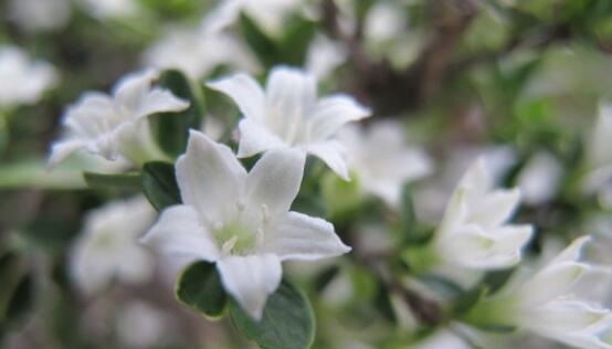 六月雪花语是什么意思？六月雪花的寓意有哪些？